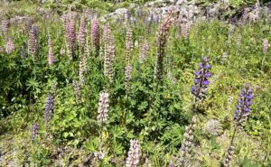 Mehr über den Artikel erfahren Gemütliches Segeln nach Sturmgetöse