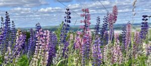 Mehr über den Artikel erfahren Sundsvall in der Verlängerung