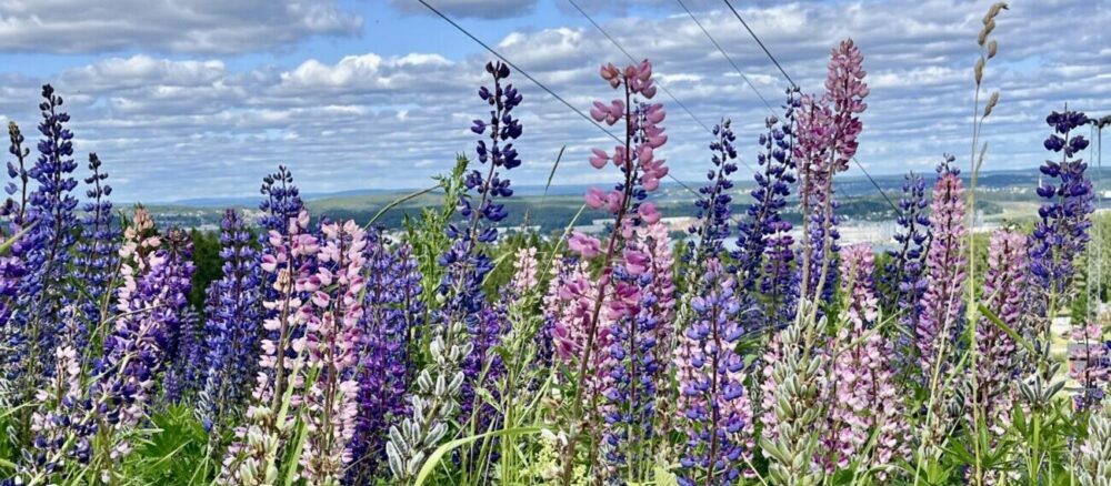 Sundsvall in der Verlängerung